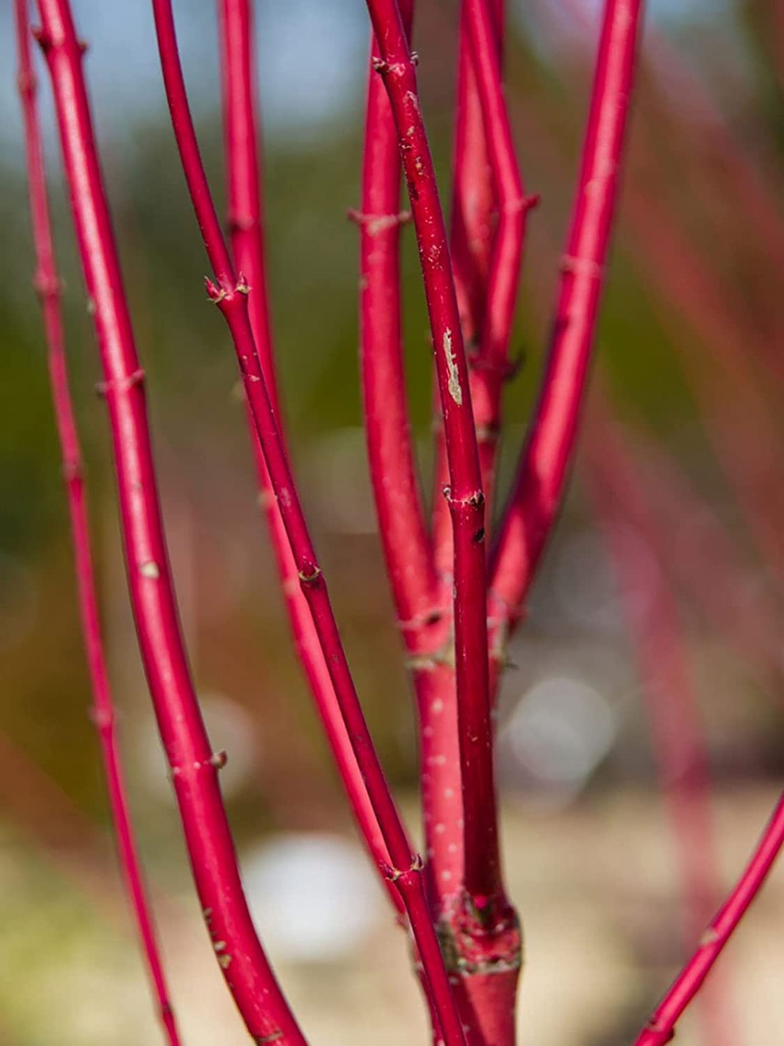 20 Red Dogwood Cuttings for Planting - Rootless Stems, Fast Growing, Vibrant Red Bark - Perfect for Landscaping, Garden Borders & DIY Floral Arrangements