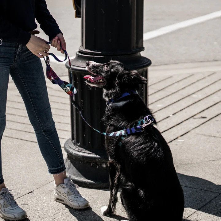 **Ikonic Dog Collar - Durable & Adjustable Pet Collar for Small, Medium & Large Dogs - Perfect for Walking, Training & Outdoor Adventures**