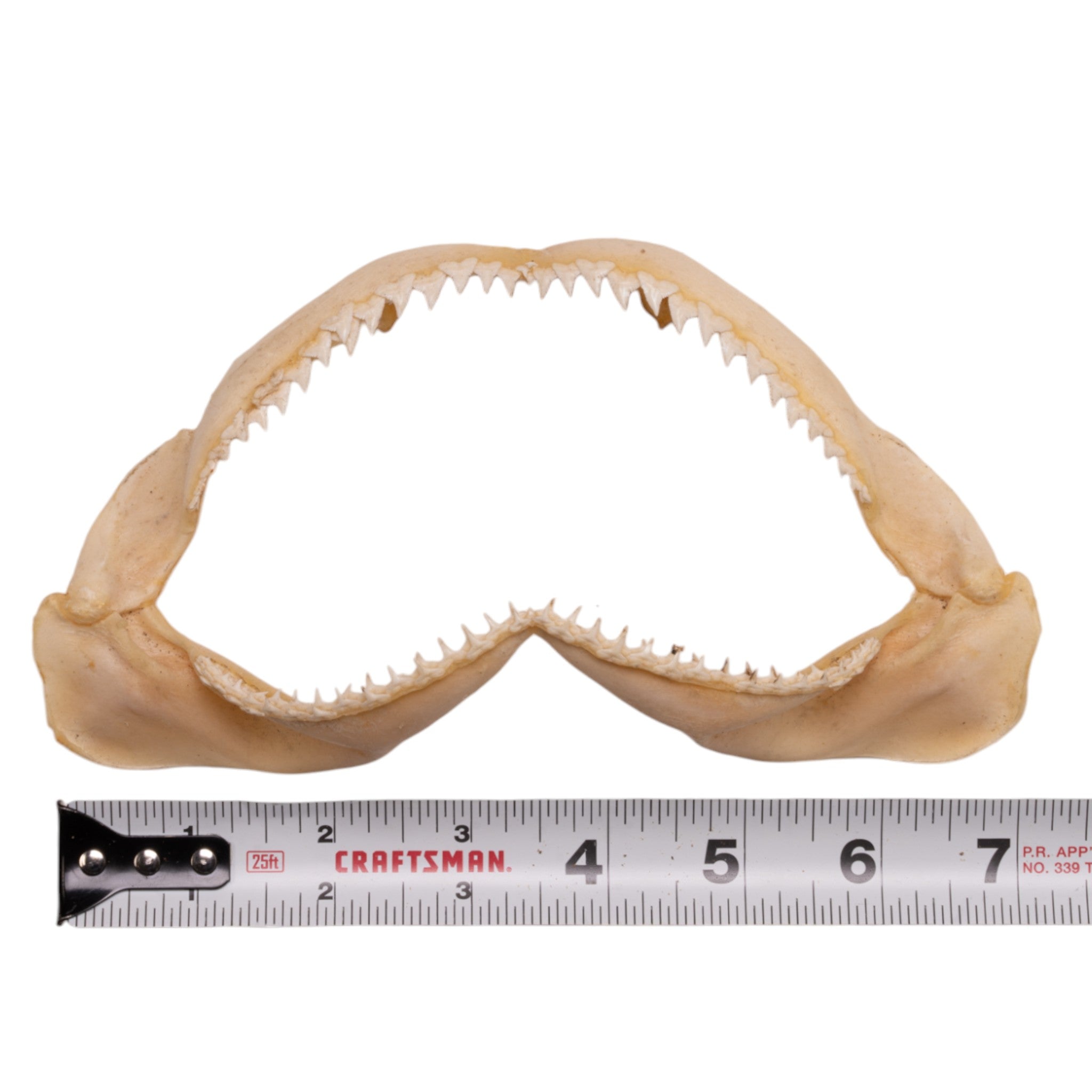 Authentic Silky Shark Jaw - 7.4 Inches - Rare Marine Collectible for Home Decor, Science Education & Ocean-Themed Displays