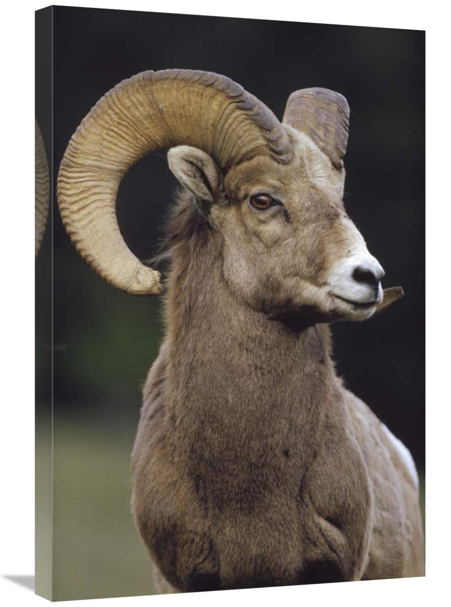 20 x 30 Inch Bighorn Sheep Male Portrait Wall Art Print - Banff National Park Alberta Canada Wildlife Photography by Tim Fitzharris - Perfect for Living Room, Office & Cabin Decor