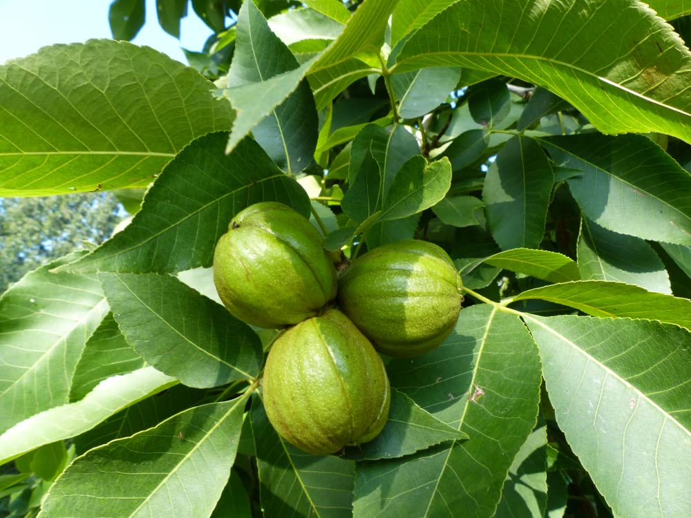 Butternut Tree Seeds for Planting - 5 Pack Non-GMO Heirloom Seeds for Home Garden | Grow Exotic Fruit Trees in Your Backyard | Perfect for Landscaping, Fresh Eating & Homemade Recipes
