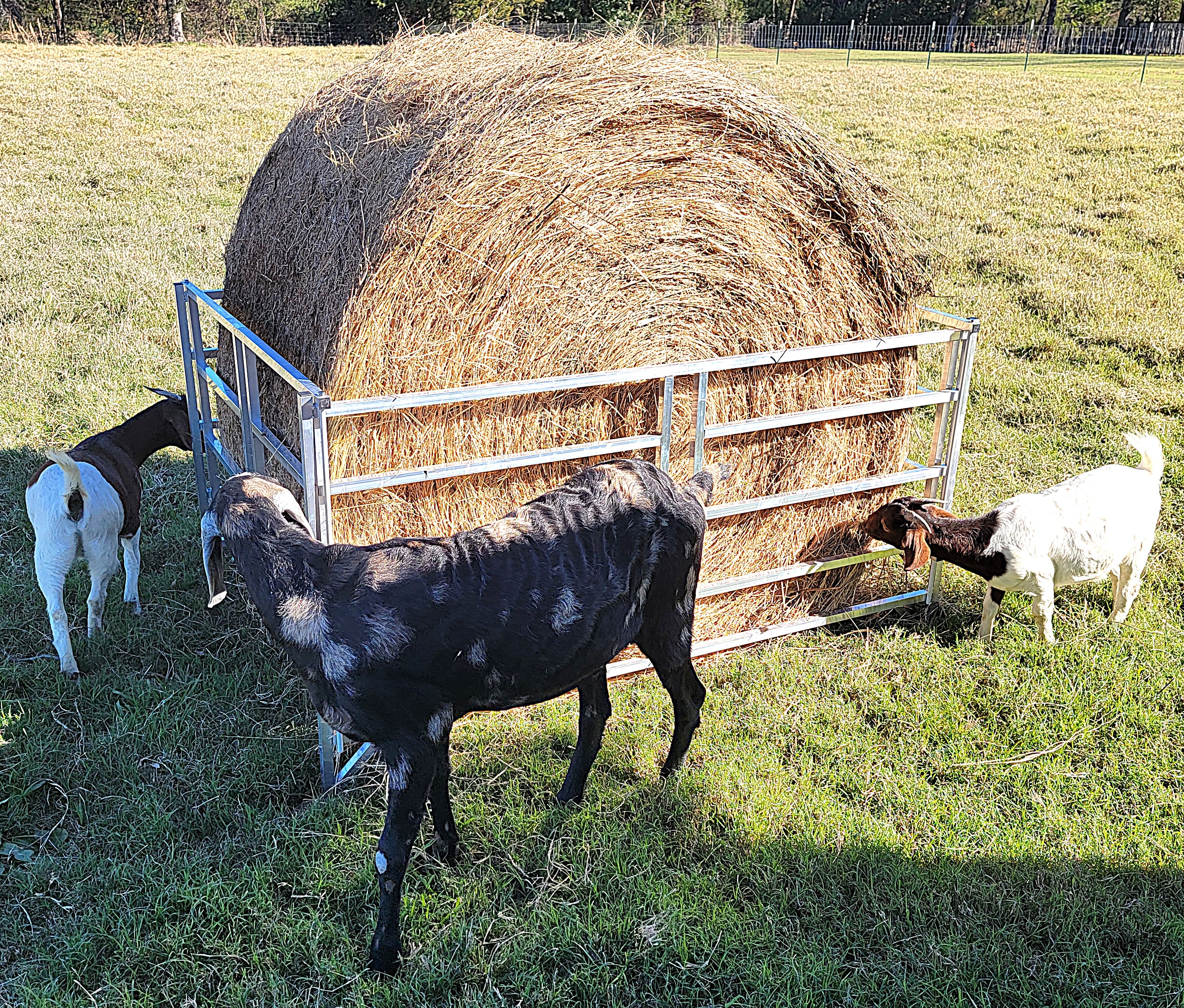 Collapsible Aluminum Round Hay Feeder for Sheep, Goats, Llamas & Alpacas - Fits 4x4, 4x5 & 4x6 Bales - Durable Portable Feed Trough for Pasture, Barn & Farm Use
