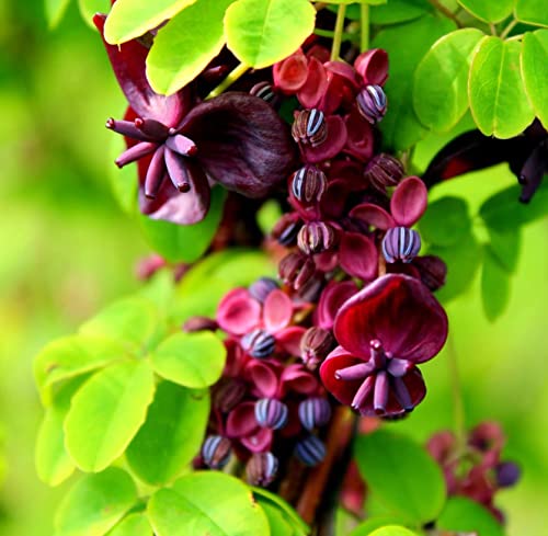 Chocolate Vine