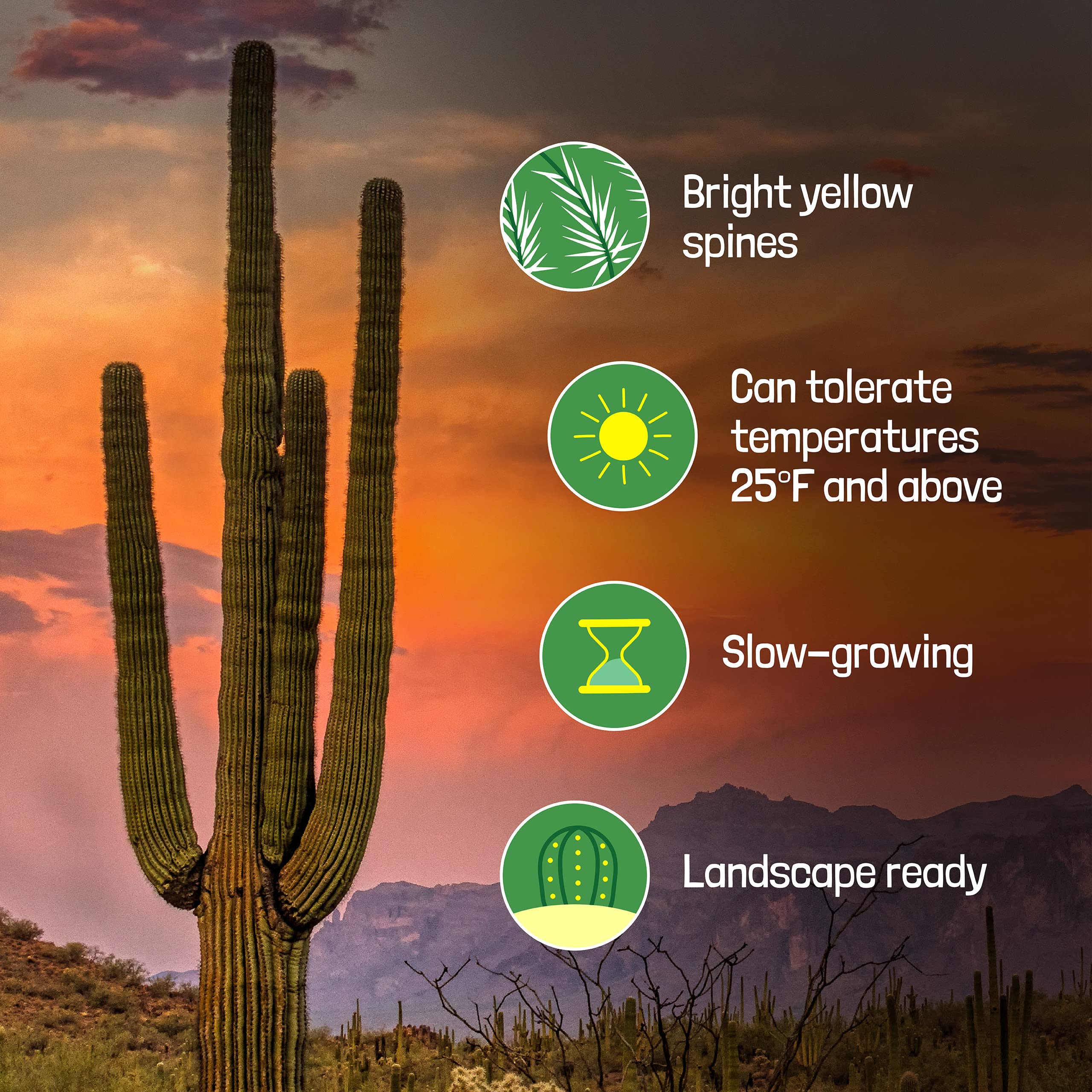 Live Saguaro Cactus Plant - 3 Feet Tall Large Outdoor Cactus for Desert Landscaping & Xeriscape Gardens | Drought-Tolerant Succulent for Home Decor, Office, or Patio