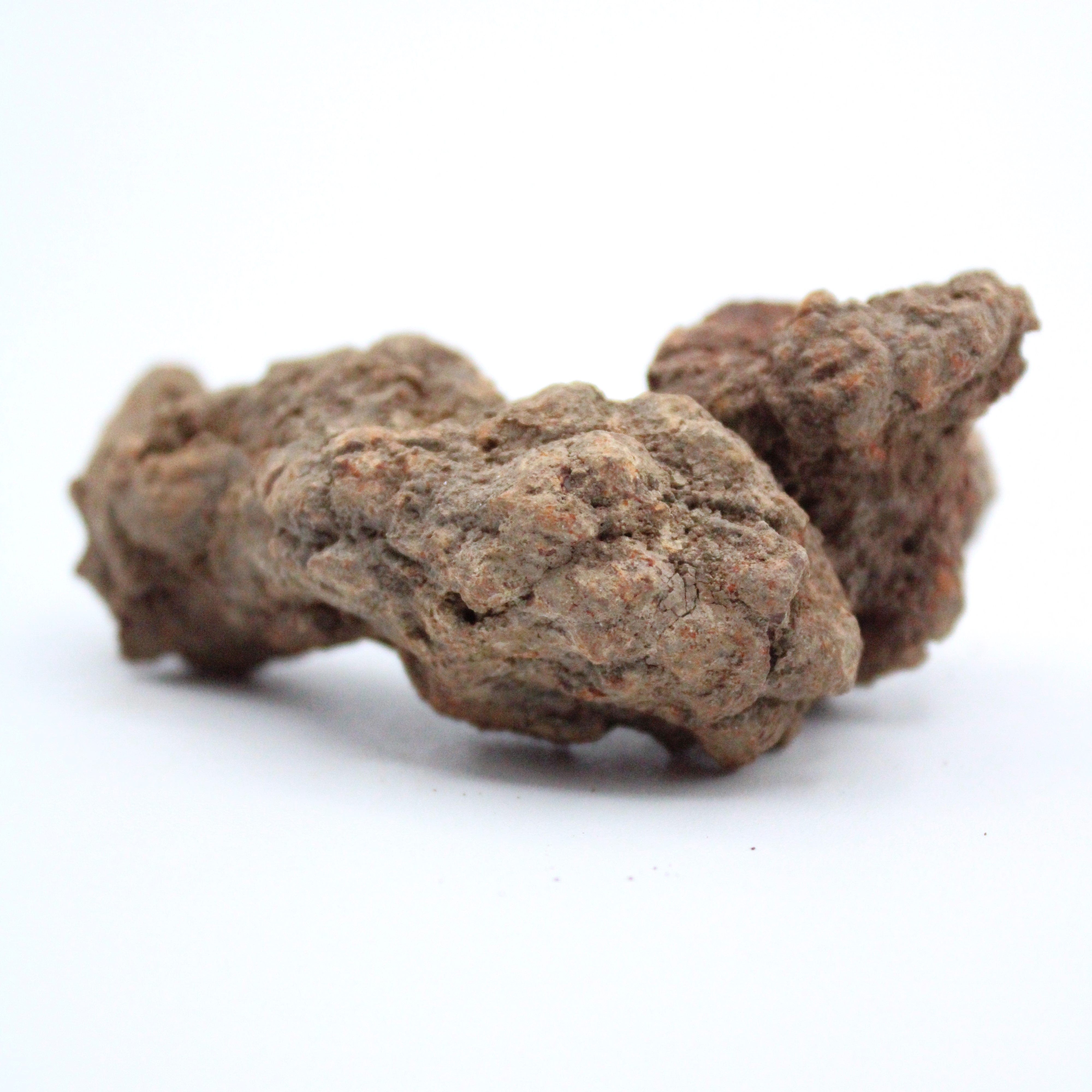 Authentic Coprolite Fossil Specimen - Prehistoric Dinosaur Dung Fossil for Collectors, Education & Home Decor | Perfect for Science Enthusiasts & Unique Gift Ideas