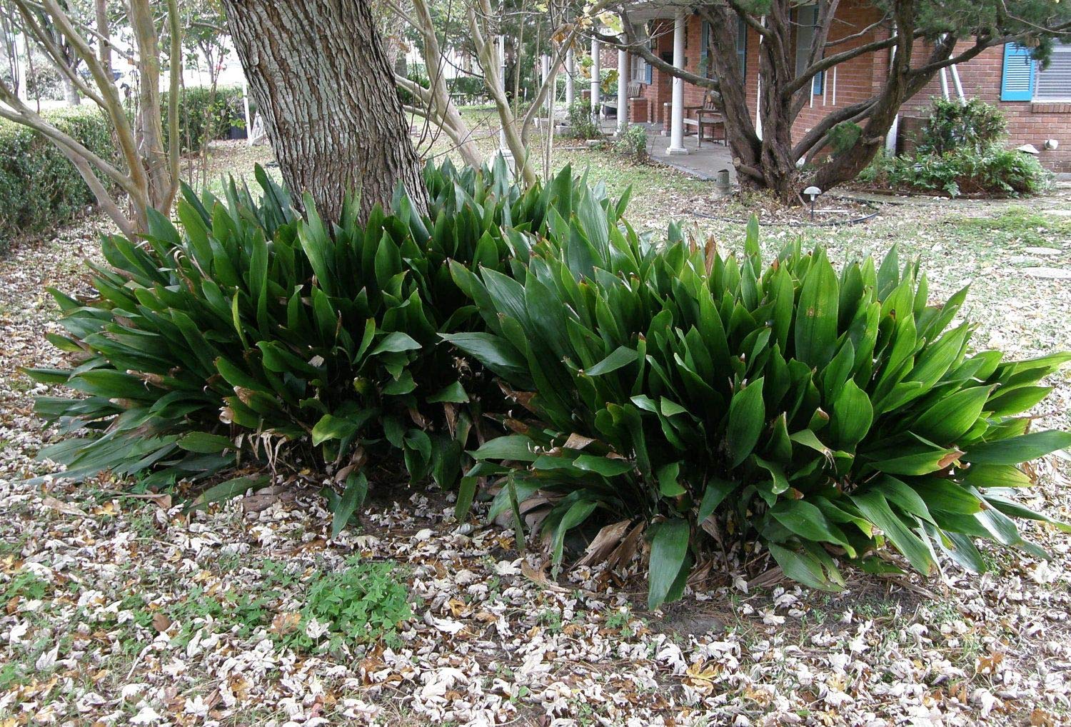 Cast Iron Plant (Aspidistra Elatior) - 3 Live Plants in 6 Inch Pots - Low Maintenance Indoor & Outdoor Houseplant - Perfect for Home, Office, and Garden Decor
