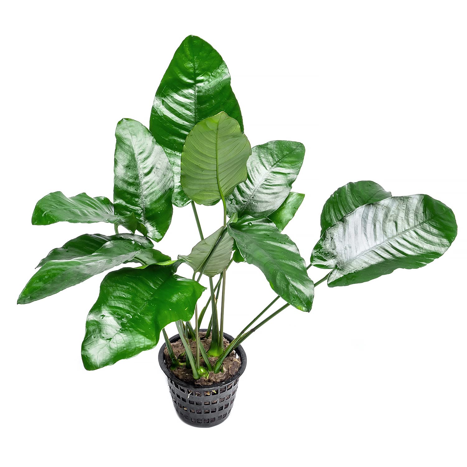 Anubias Barteri Live Aquarium Plants - Potted Freshwater Aquatic Plants for Fish Tanks, Terrariums & Paludariums - Low Light & Beginner Friendly Mother Plant - Perfect for Aquascaping, Shrimp Tanks & Betta Fish Habitats