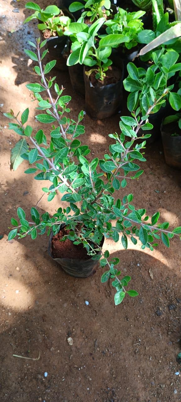Anuraj Farma Henna Plant (Lawsonia Inermis) - Live Mehndi Plant for Dry Tattoos | Also Known as Gotatta, Gorenti Gida, Mailanchi | Perfect for Natural Body Art, Hair Dye, and Traditional Mehndi Designs