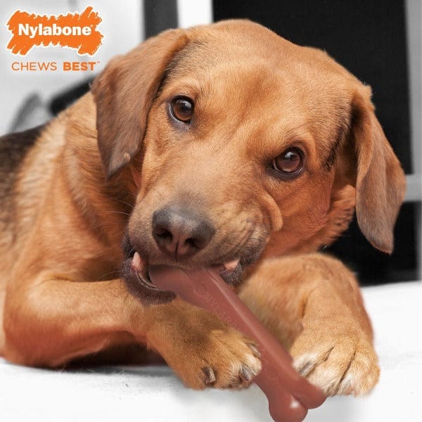 Nylabone Power Chew Bacon & Chicken Flavor Durable Dog Chew Toy for Aggressive Chewers - Tough Puppy Teething Toy for Large & Medium Dogs - Great for Indoor & Outdoor Playtime