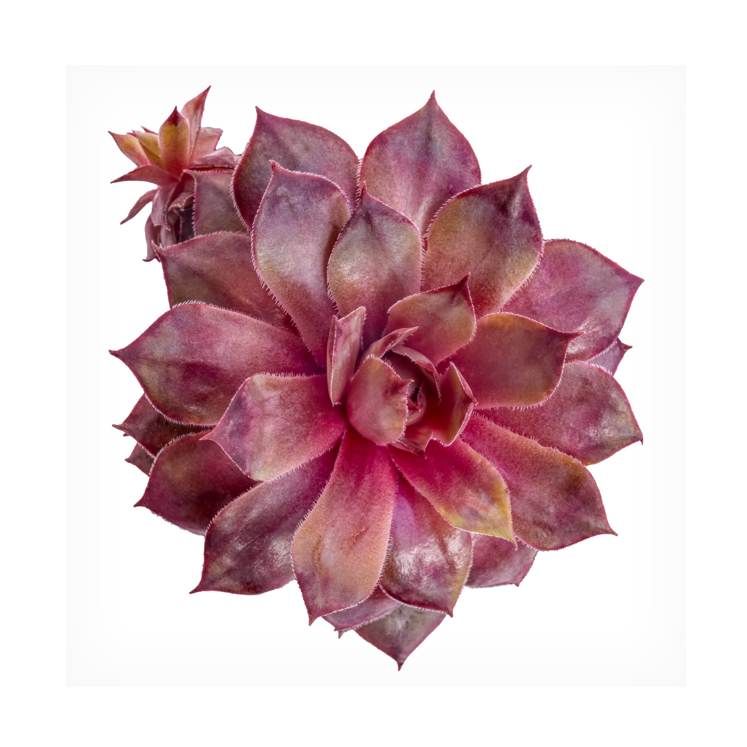 Trademark Fine Art 'Succulent Cut Out 06' Canvas Wall Art Print by Cora Niele - Modern Botanical Decor for Living Room, Bedroom & Office
