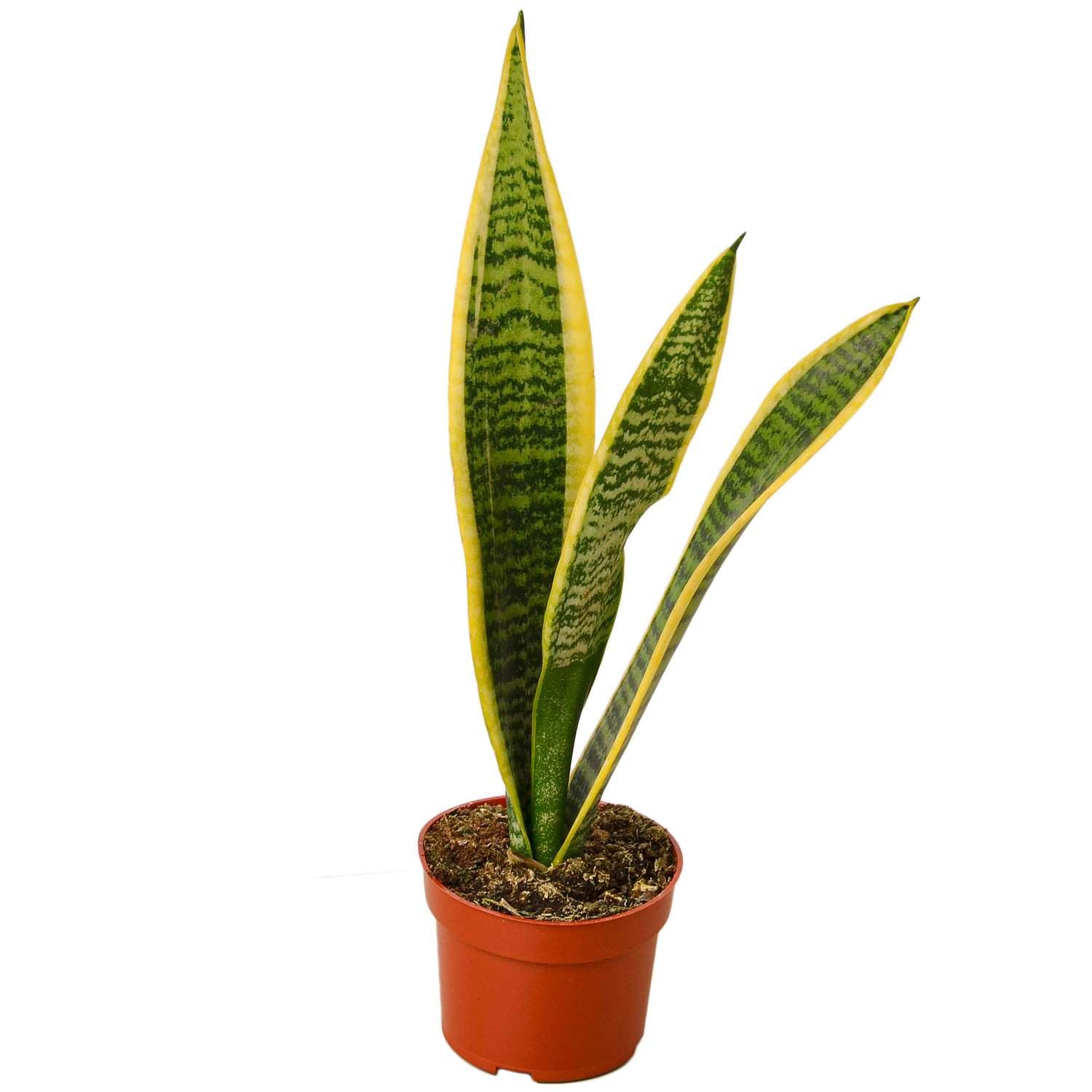 Snake Plant Laurentii (Sansevieria Trifasciata) - Live Indoor Houseplant in 4'' & 6'' Pot | Air Purifying Low Light Plant for Bedroom, Office & Living Room Decor | Mother-in-Law's Tongue Houseplant