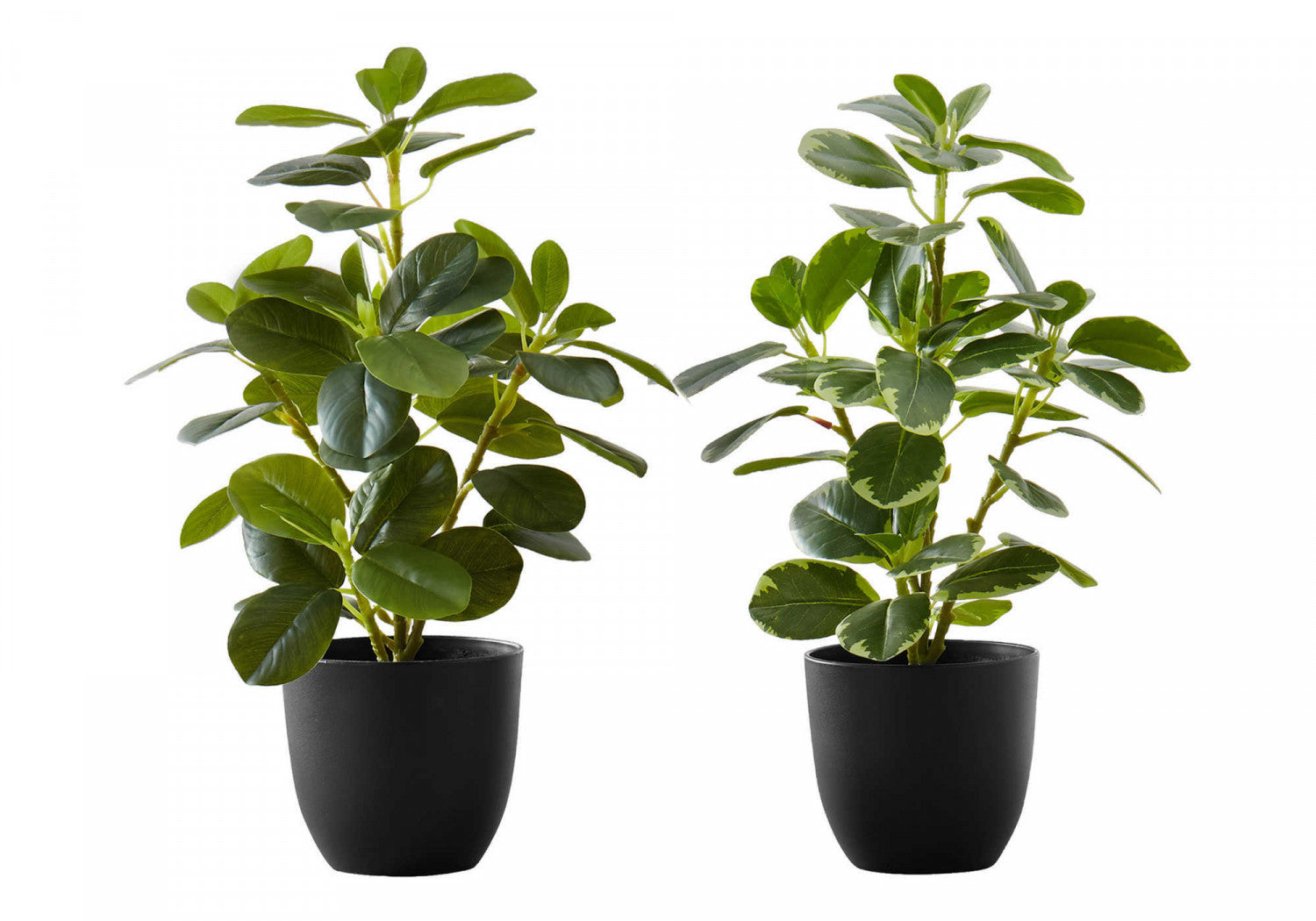 14 Inch Ficus Elastica Rubber Plant with 4 Inch Black Pot - Set of 2 Indoor House Plants for Home Office Decor, Living Room, Bedroom