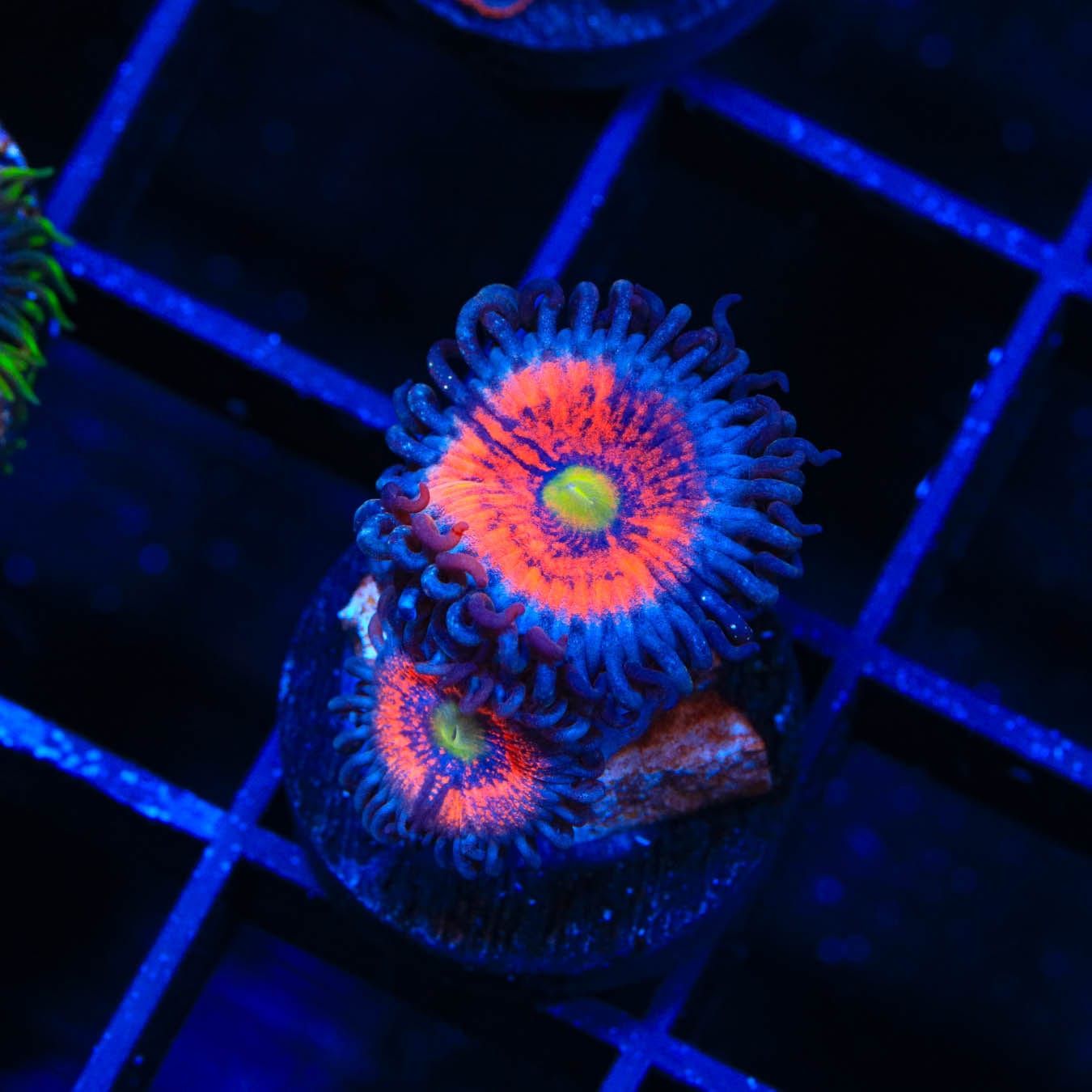 Everlasting Gobstopper Zoanthids Coral - Vibrant Saltwater Aquarium Coral for Reef Tanks & Marine Displays | Perfect for Home Aquascaping and Coral Propagation