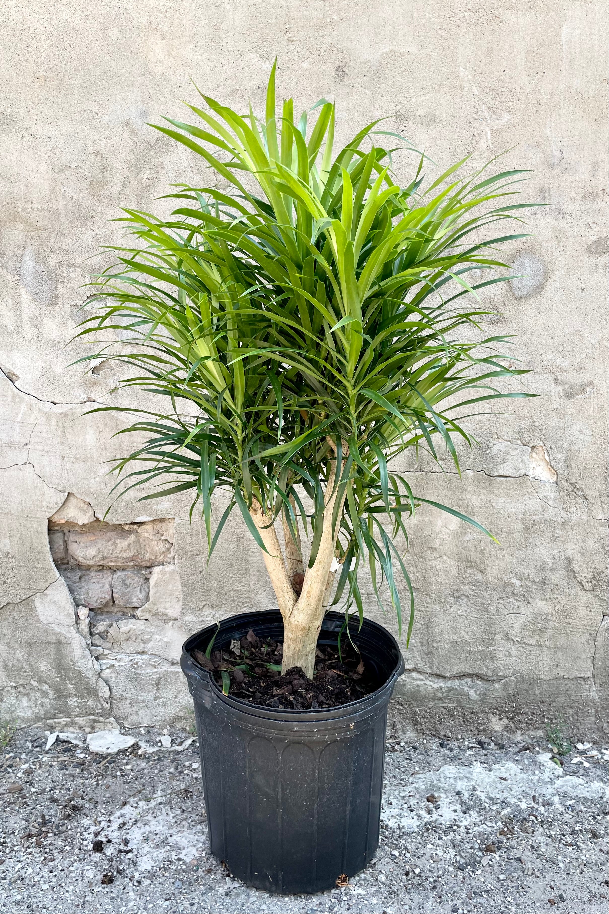 Dracaena 'Anita' 12