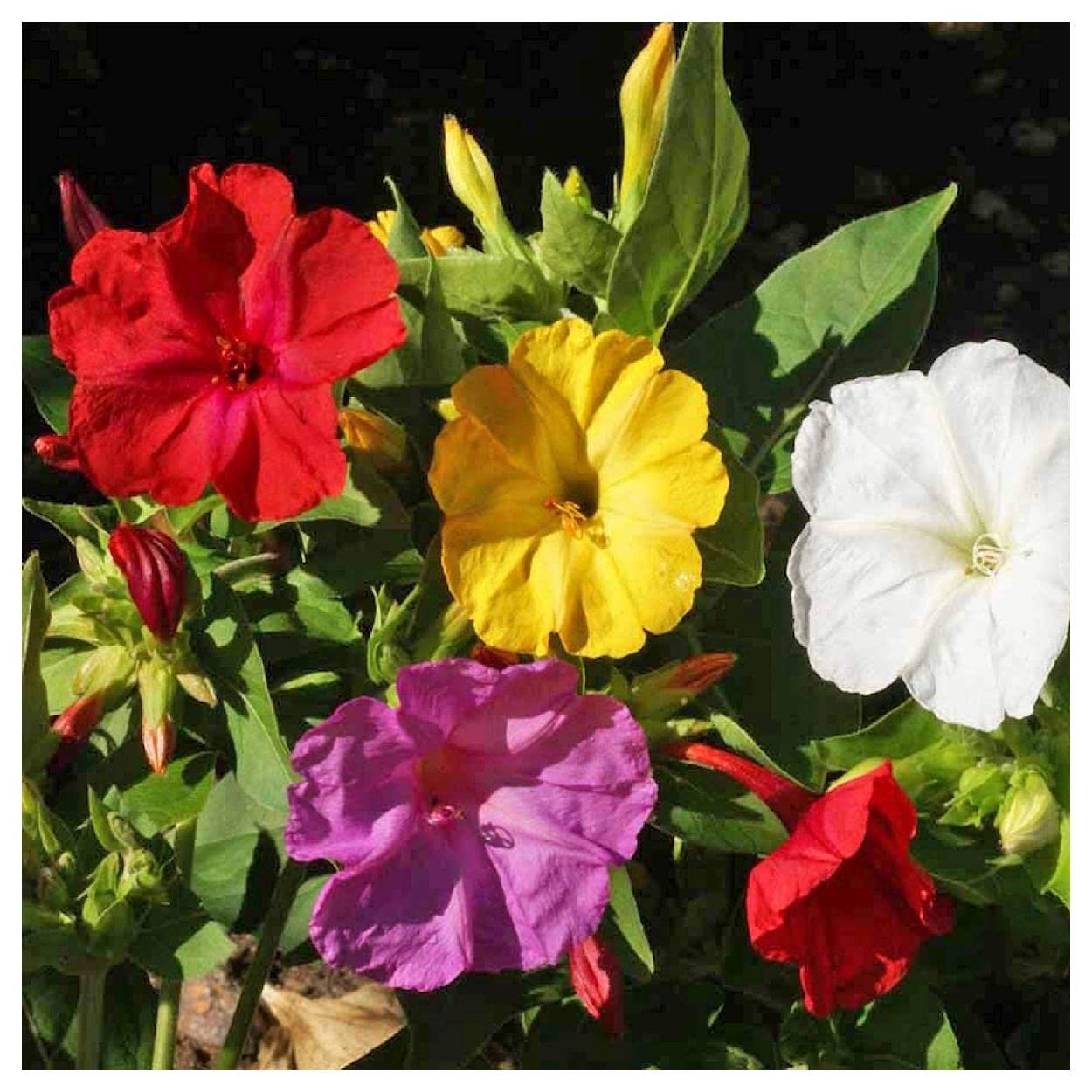 Everwilde Farms - 1 Lb Four-O'Clock Mix Wildflower Seeds - Gold Vault Pack - Perfect for Garden Landscaping, Pollinator Gardens & Outdoor Decor