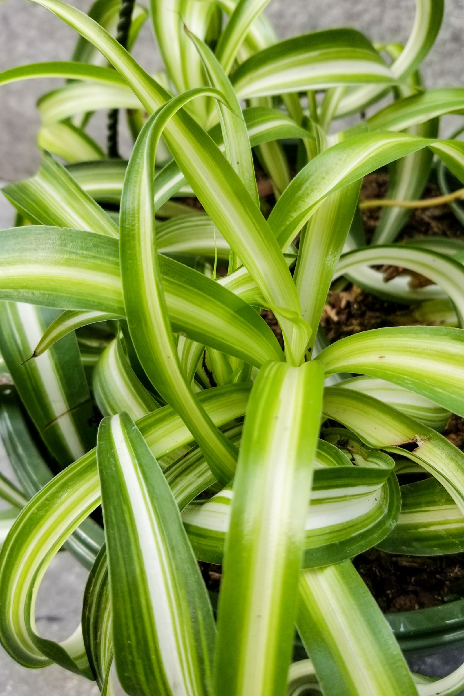Chlorophytum Comosum 'Bonnie' - 8