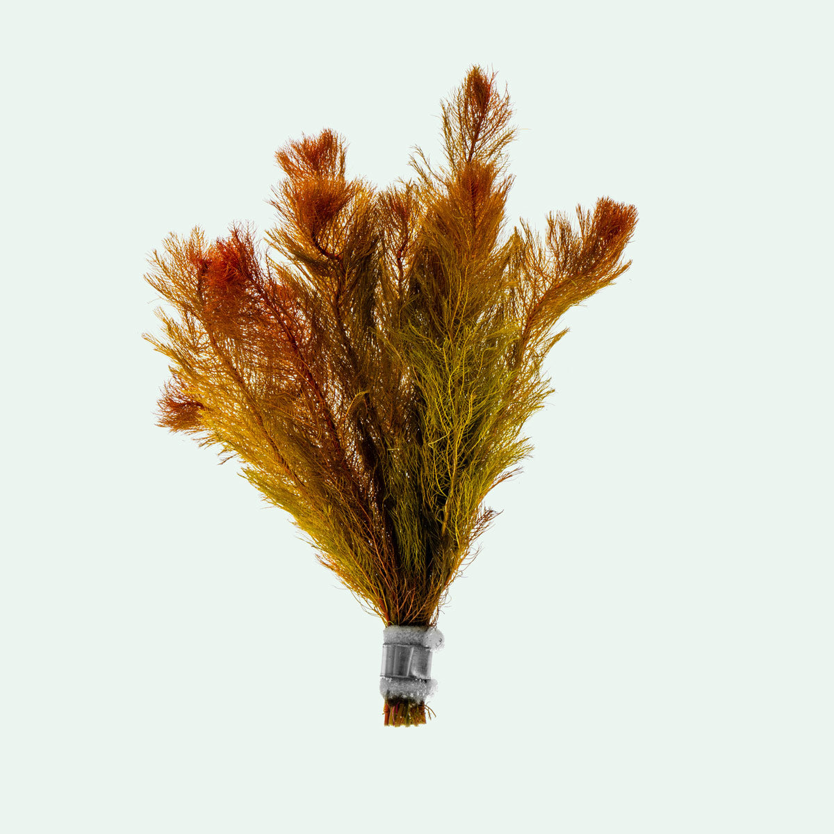 Myriophyllum Tuberculatum Aquatic Plant for Aquariums & Ponds | Oxygenating Live Plant for Fish Tanks | Perfect for Freshwater Aquascaping & Water Gardens