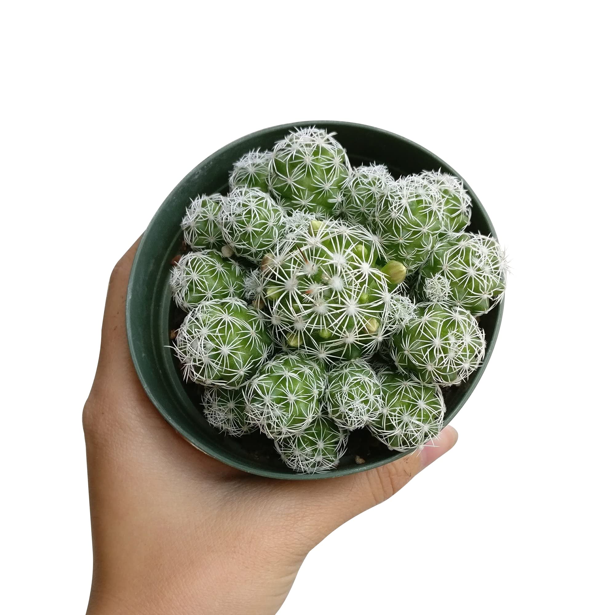 Live Cactus Plants Collection - Rare Thimble Cactus Mammillaria (2'' with Clay Pot) | Unique Succulents Gift Set for Home & Office Decor, Wedding Favors, Housewarming Gifts