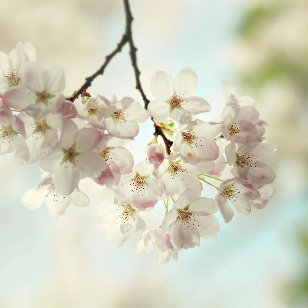 Spring Light Wall Art by Marmont Hill - 18x18 Inch Floral Canvas Print for Living Room, Bedroom & Office Decor