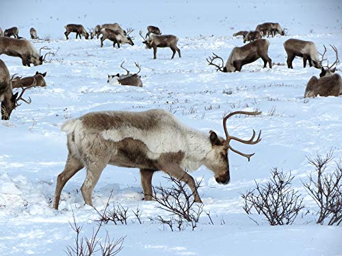 20x30 Inch Laminated Reindeer Pasture Poster - Vibrant Colors & Detailed Imagery - Perfect for Home Decor, Office Wall Art & Gift Giving - Fits Standard Frames