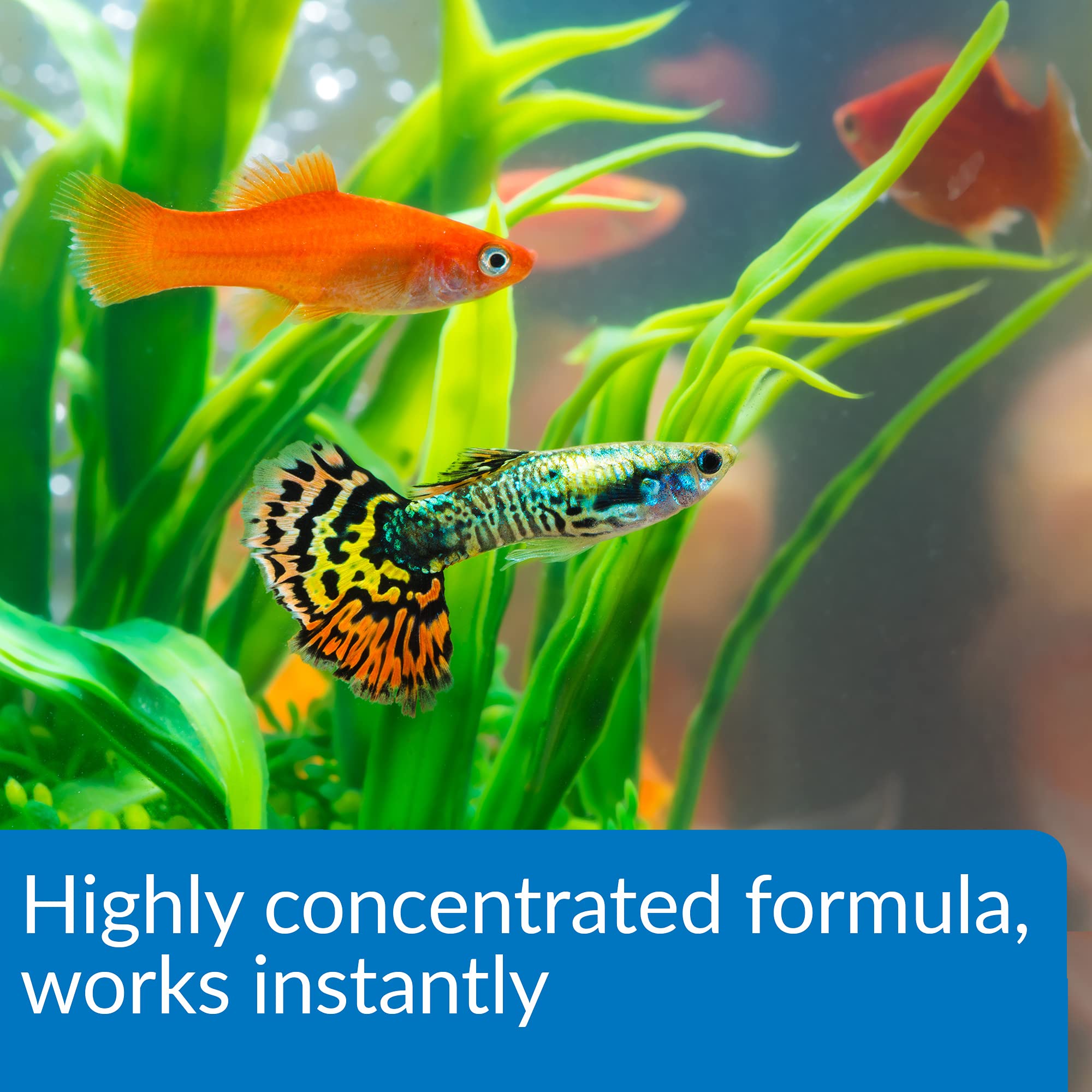API Aqua Essential Water Conditioner for Freshwater & Saltwater Aquariums – 4 oz Bottle – Removes Chlorine, Chloramines & Heavy Metals – Safe for Fish, Plants & Shrimp – Perfect for Water Changes & New Tank Setup