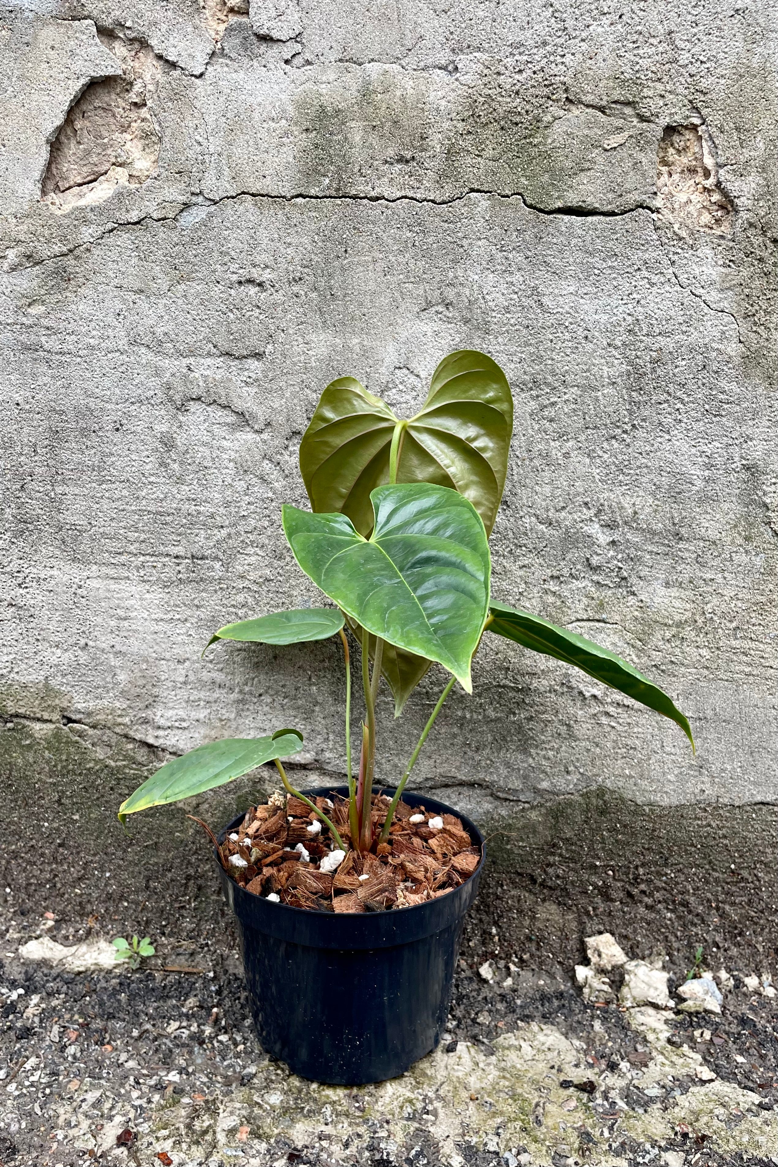 Anthurium Recavum - Rare Tropical Houseplant for Indoor Gardens & Home Decor | Perfect for Living Rooms, Offices & Greenhouses