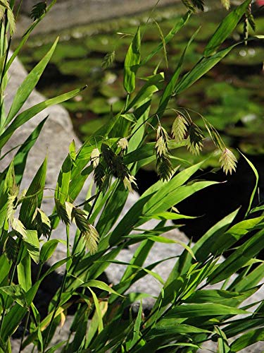 Chasmanthium latifolium Seeds - 1 oz Pack (Approx 4000 Seeds) | Northern Sea Oats, River Oats | Perfect for Landscaping, Erosion Control & Ornamental Gardens