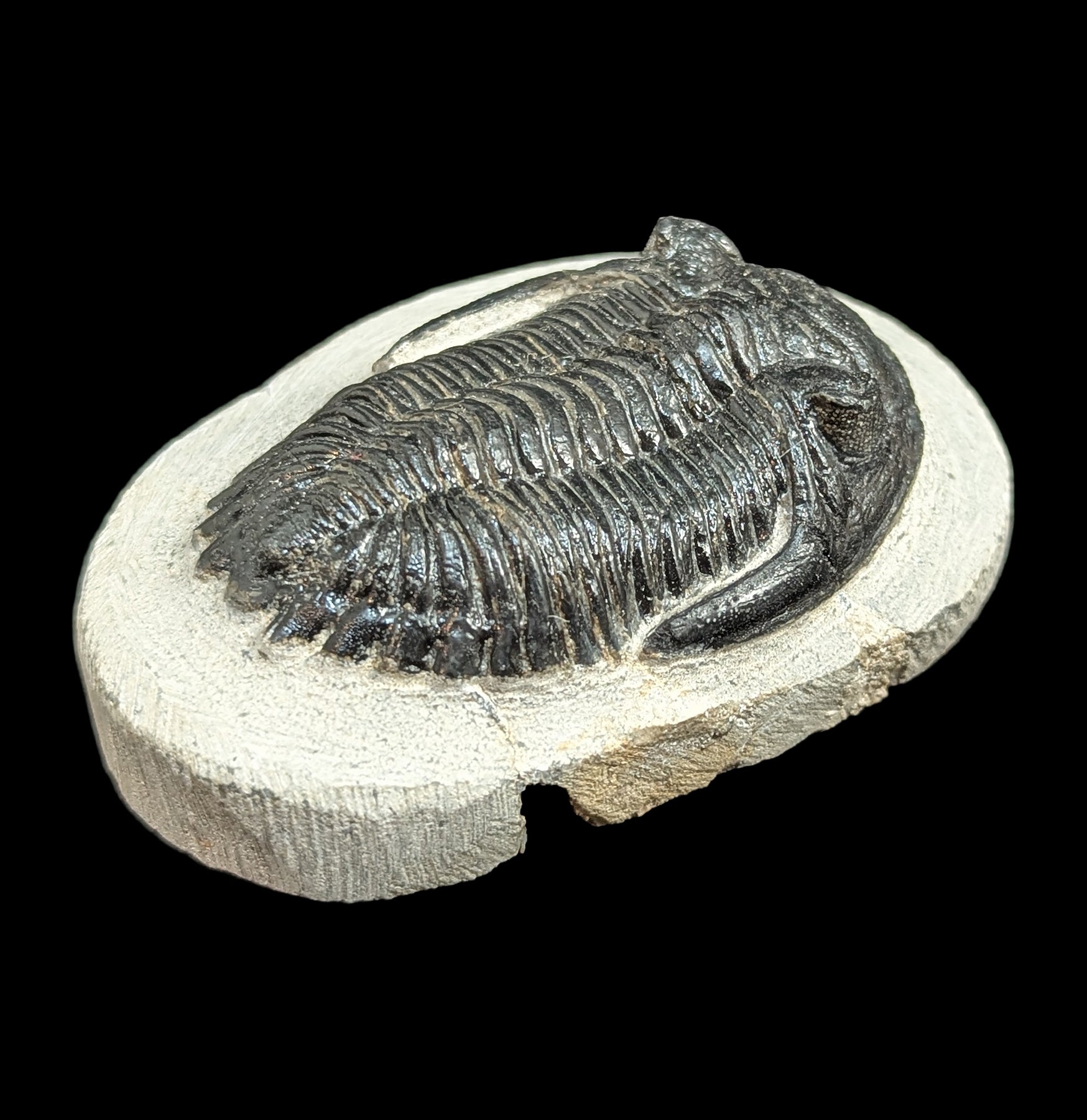 Hollardops Trilobite Fossil in Matrix - Authentic Prehistoric Specimen for Collectors, Paleontology Enthusiasts & Home Decor - Perfect for Display, Education & Gifts