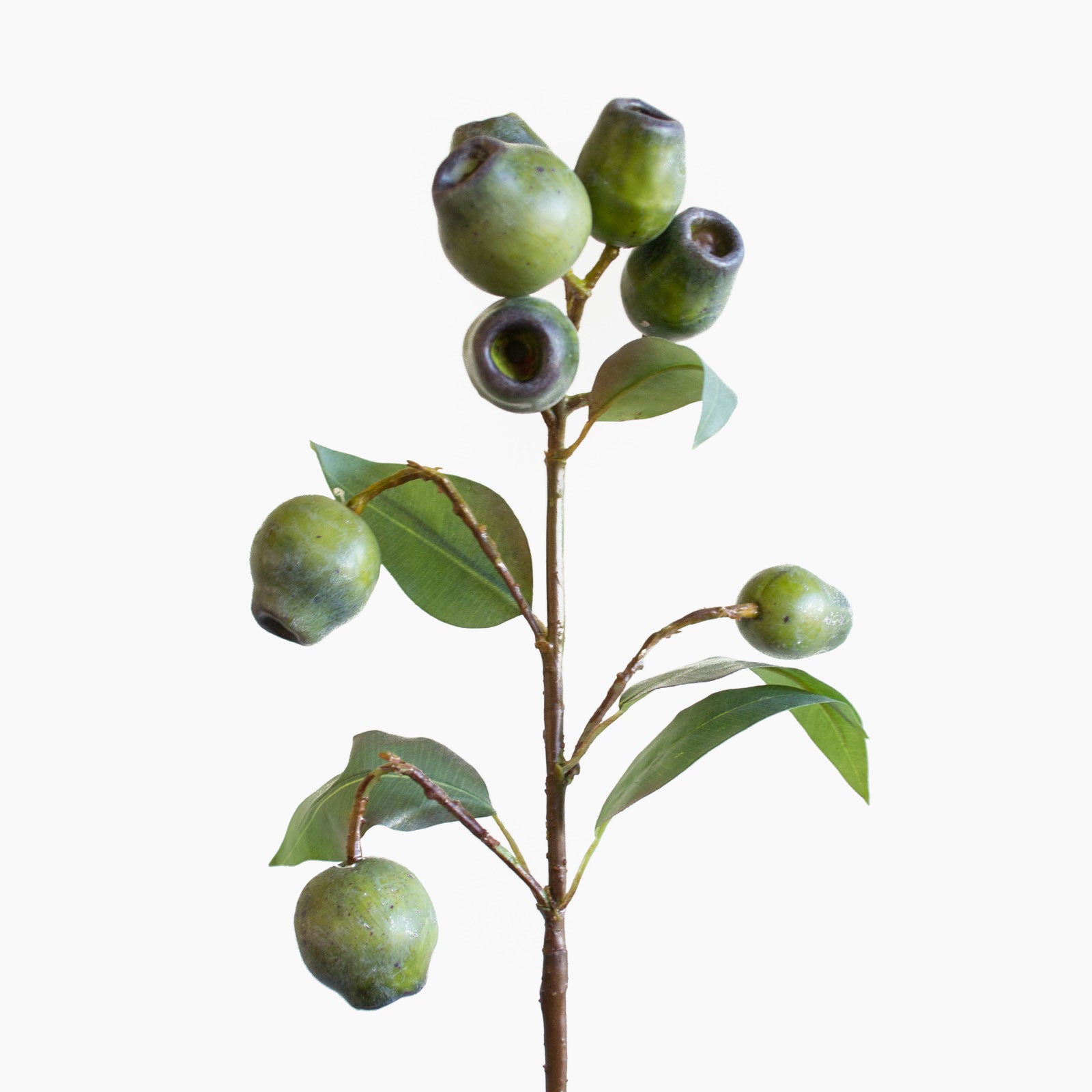 Premium Eucalyptus Gum Nuts (Green) - Natural & Aromatic for Home Decor, DIY Crafts, and Aromatherapy - Perfect for Wreaths, Potpourri, and Relaxation Spaces