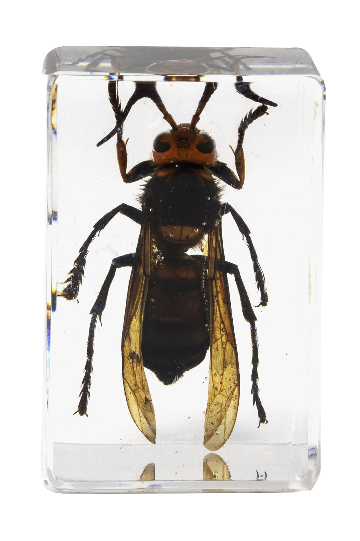 3D Bug Specimen Kit #5 - Realistic Insect Models for Science Education & Home Decor | Perfect for Classroom, Kids Learning & Nature Enthusiasts