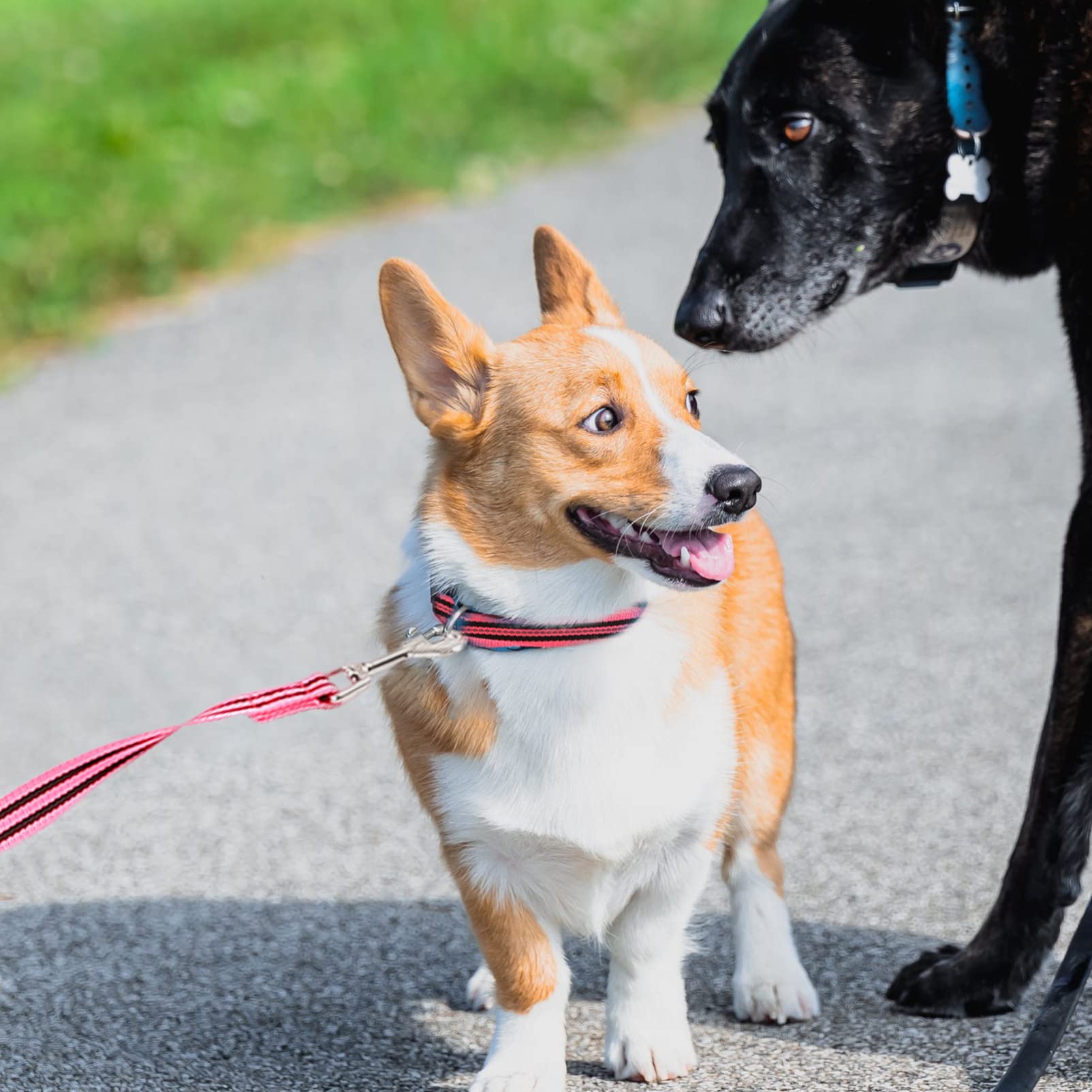 Durable Dog Training Leash - Heavy Duty Pet Leash for Puppy Pulling, Walking & Safety | Adjustable Reflective Dog Lead for Outdoor Activities, Hiking & Obedience Training