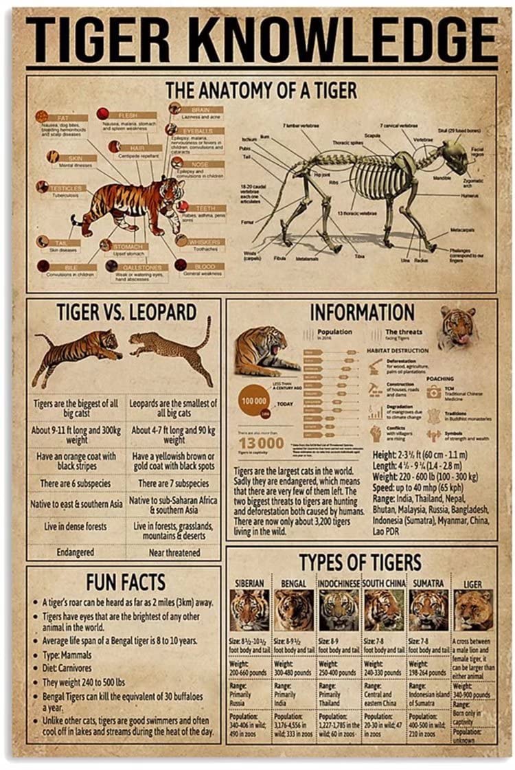 Tiger Anatomy Chart Print - Vintage Wildlife Wall Art Poster for Home, Office, Living Room & Bedroom Decor - Frameless Canvas Print 12x18 Inch (30x45cm) - Perfect for Nature Lovers, Animal Enthusiasts & Educational Spaces