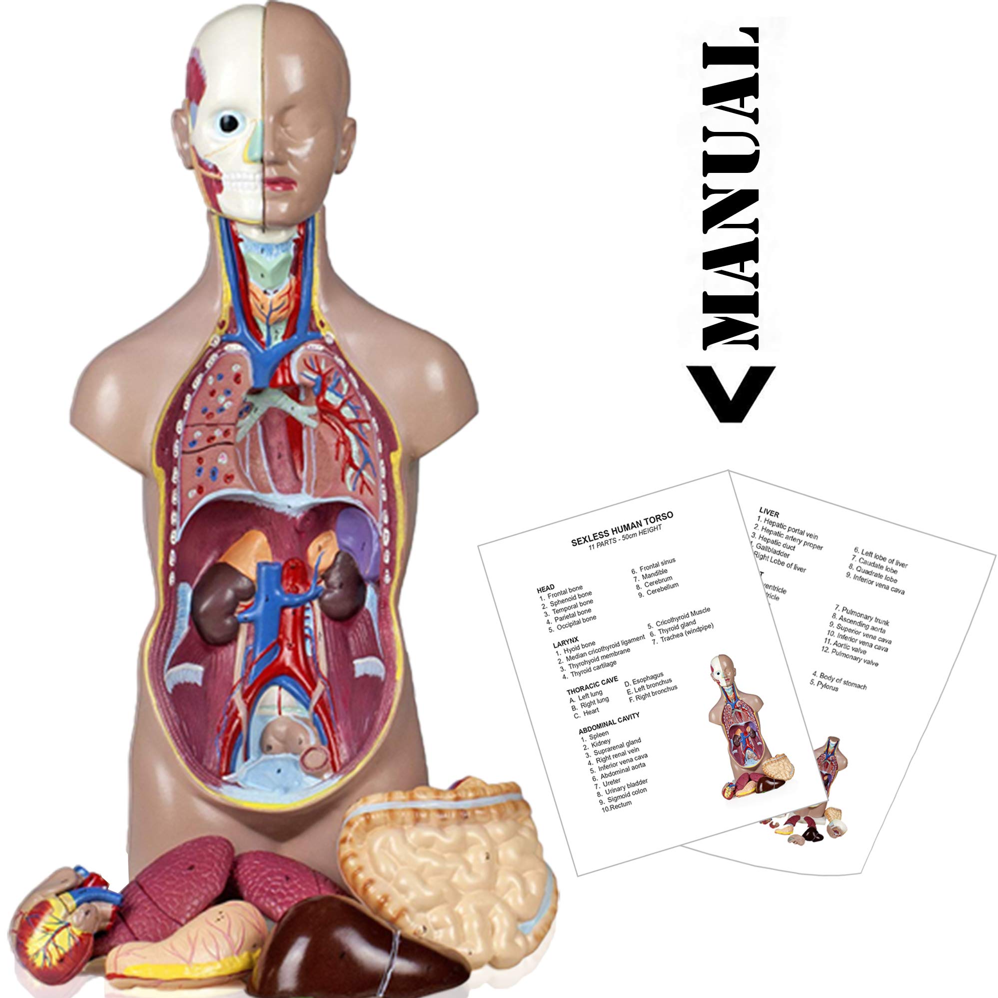 Vision Scientific VAT104 11-Part Unisex Human Torso Model with Brain Section, Dissected Neck Muscles & Organ Systems - Anatomy Study Tool for Medical Students, Doctors & Science Classrooms | Includes Detailed Manual