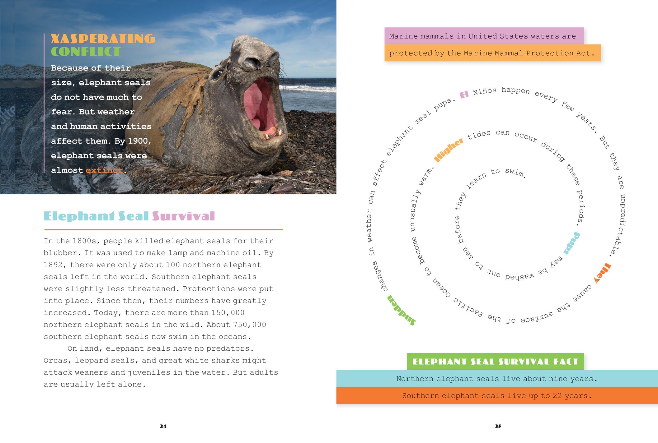 Elephant Seals Book - ISBN 9781640261891 - Learn About Marine Wildlife & Conservation for Kids & Adults