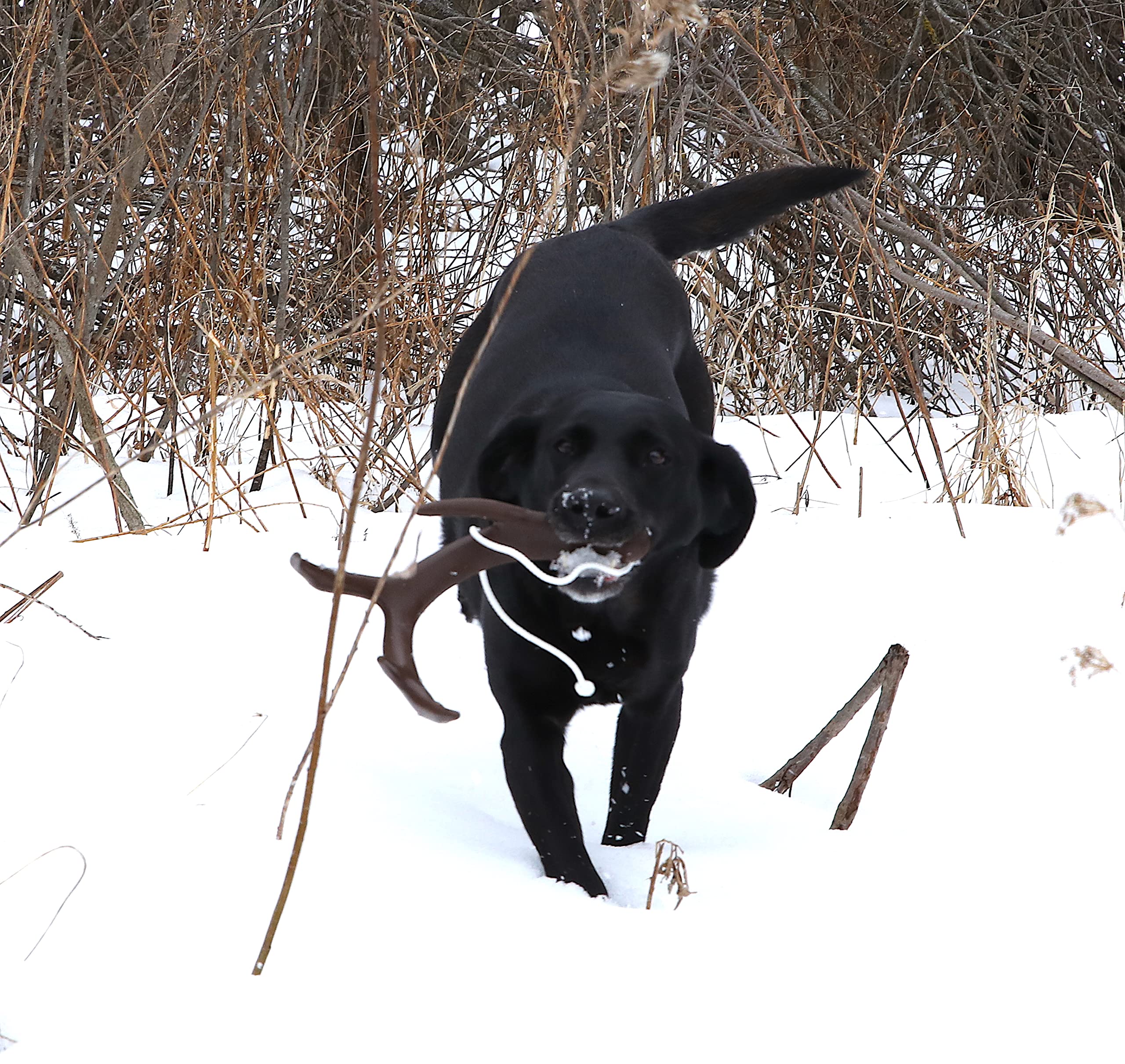 Premium Dog Bone Shed Training Dummy for Hunting Dogs - Scent Training Kit with Durable Brown Chew Toy | Perfect for Outdoor Hunting Practice, Obedience Training & Scent Work Exercises
