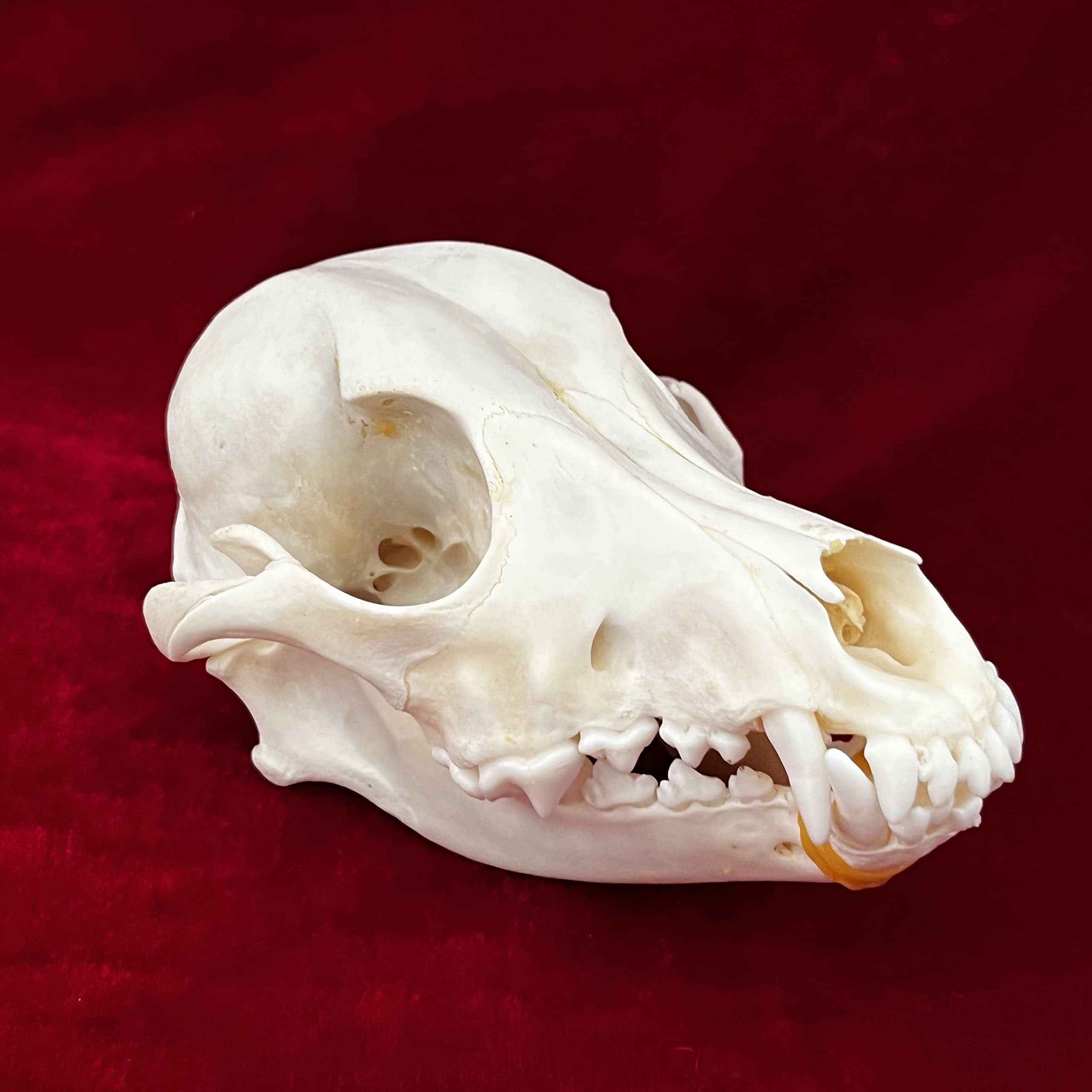 7PCS Real Animal Skull Specimens - Cat, Muskrat, Nutria, Mink, Fox, Raccoon & Turtle - Taxidermy Skull Decor for Home, Study Collection & Unique Gifts | Perfect for Gothic Decor, Biology Education & Oddity Collectors