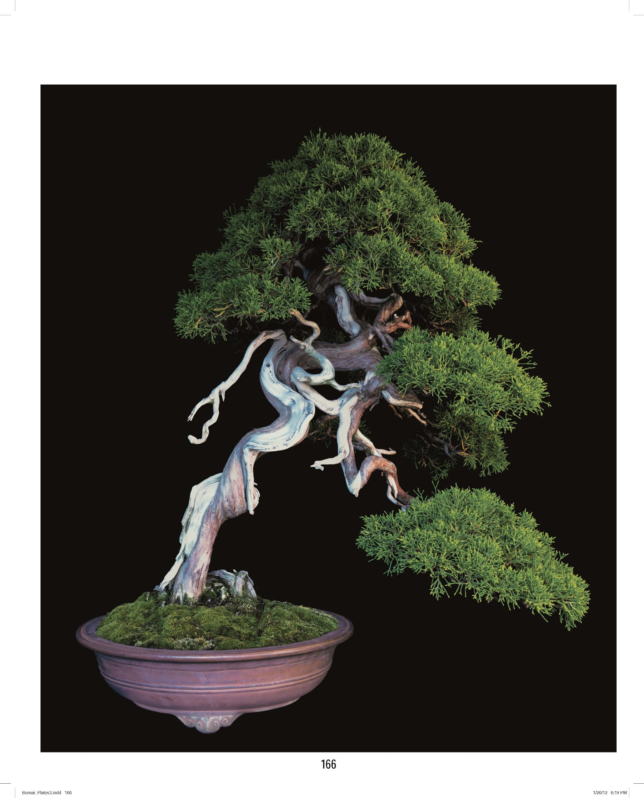 Exquisite Bonsai Trees for Home & Office Decor | Handcrafted Miniature Plants for Zen Gardens, Gift Giving & Interior Design