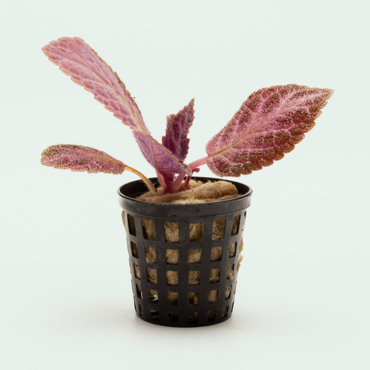 Episcia Cupreata - Stunning Copper Leaf Houseplant for Home & Office Decor | Perfect for Indoor Gardens, Terrariums & Gift Ideas