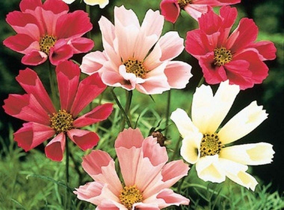 Heirloom Cosmos 'Sea Shells' Seeds - Non-GMO, 25+ Seeds for Vegetable, Fruit, Herb & Flower Gardens | Perfect for Home Gardening, Landscaping & Pollinator-Friendly Gardens