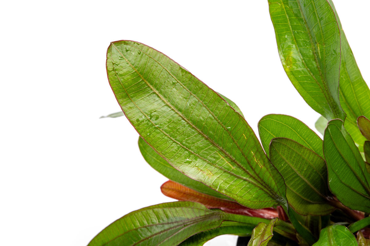 Echinodorus Red Rubin Mother Plant - Live Aquatic Plant for Aquariums & Fish Tanks | Perfect for Freshwater Planted Tanks, Aquascaping & Aquatic Gardens