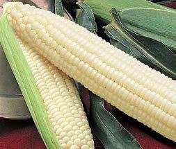 Premium Silver Queen Sweet Corn Seeds - 1lb Non-GMO Heirloom Variety for Home Garden Planting - Perfect for Fresh Eating, Canning, and Grilling