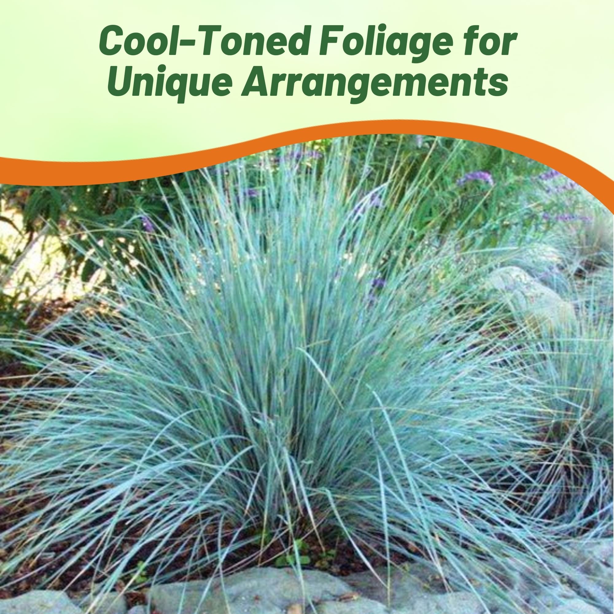 Outsidepride 1000 Seeds - Eragrostis Elliotii Blue Love Grass (Perennial Ornamental Grass) for Landscaping, Garden Borders & Drought-Tolerant Yards | Easy to Grow Flower Seeds for Home Gardeners