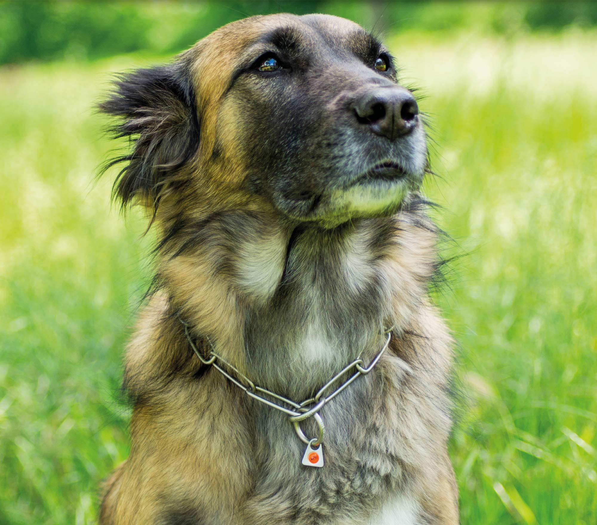 Premium Herm Sprenger Stainless Steel Scratch-Resistant Long Link Fur Saver Dog Collar - No-Pull Slip Chain for Small, Medium & Large Dogs - Professional Training Collar Made in Germany - Ideal for Obedience Training, Walks & Grooming