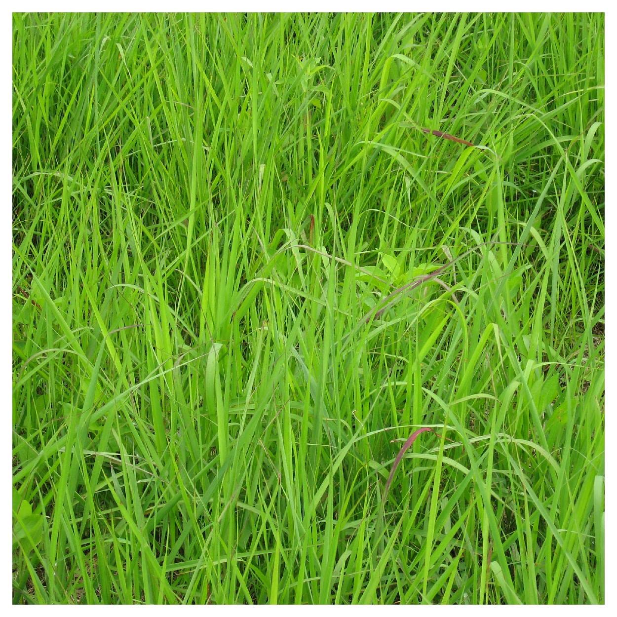 Everwilde Farms 1000 Indian Grass Native Seeds - Premium Gold Vault Jumbo Packet for Landscaping, Erosion Control & Prairie Restoration | Drought-Resistant Ornamental Grass for Gardens & Wildlife Habitats