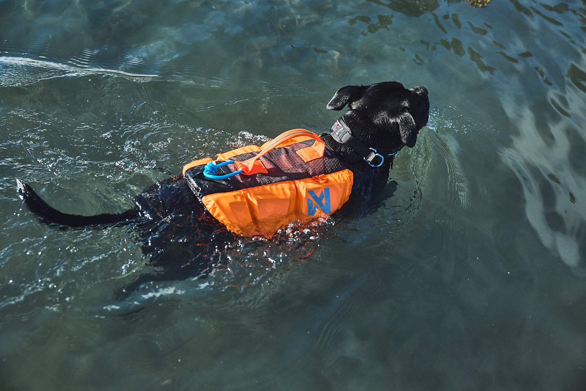 Non Stop Dog Wear: Dog Life Jacket for Swimming, Boating & Water Safety - High Visibility Pet Floatation Vest for Small, Medium & Large Breeds - Perfect for Beach, Pool & Outdoor Water Adventures