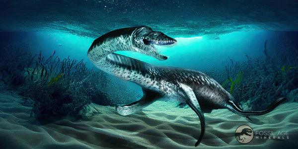 2 Authentic Plesiosaur Fossil Vertebrae - Cretaceous Dinosaur Era - Zarafasaura & Elasmosaurus Species - Includes COA - Perfect for Paleontology Collectors & Dinosaur Enthusiasts