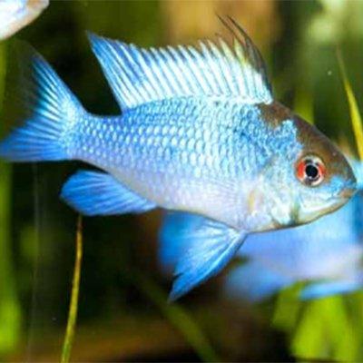 Electric Blue Rams (Mikrogeophagus Ramirezi) - Stunning Freshwater Aquarium Fish for Community Tanks & Planted Aquascapes