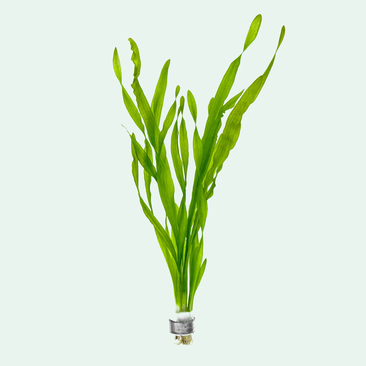 Vallisneria Americana - American Eelgrass Aquatic Plant for Freshwater Aquariums | Easy to Grow Oxygenating Plant for Fish Tanks, Ponds & Aquatic Ecosystems
