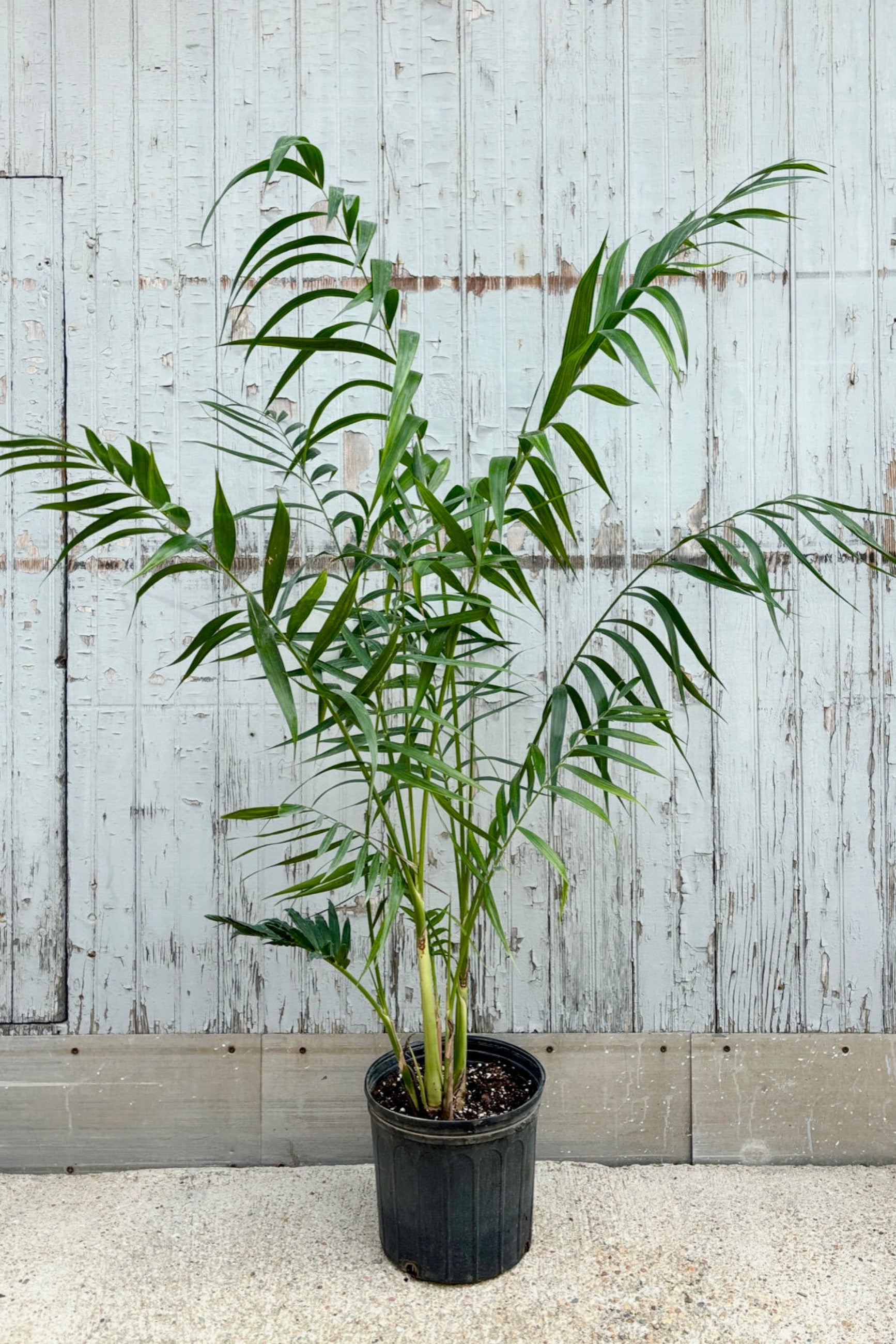 Chamaedorea Hooperiana - 10 Inch Indoor Palm Plant for Home & Office Decor | Perfect for Living Room, Bedroom, or Office Space