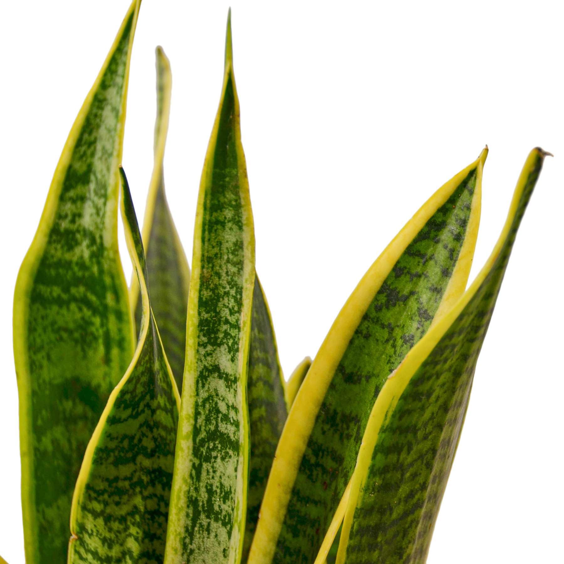 Snake Plant Laurentii (Sansevieria Trifasciata) - Live Indoor Houseplant in 4'' & 6'' Pot | Air Purifying Low Light Plant for Bedroom, Office & Living Room Decor | Mother-in-Law's Tongue Houseplant